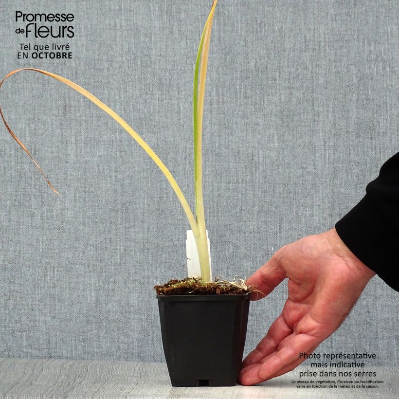 Exemplaar van Hemerocallis Snowy Apparition - Daglelie Kweekpotje van 8/9 cm zoals geleverd in de herfst