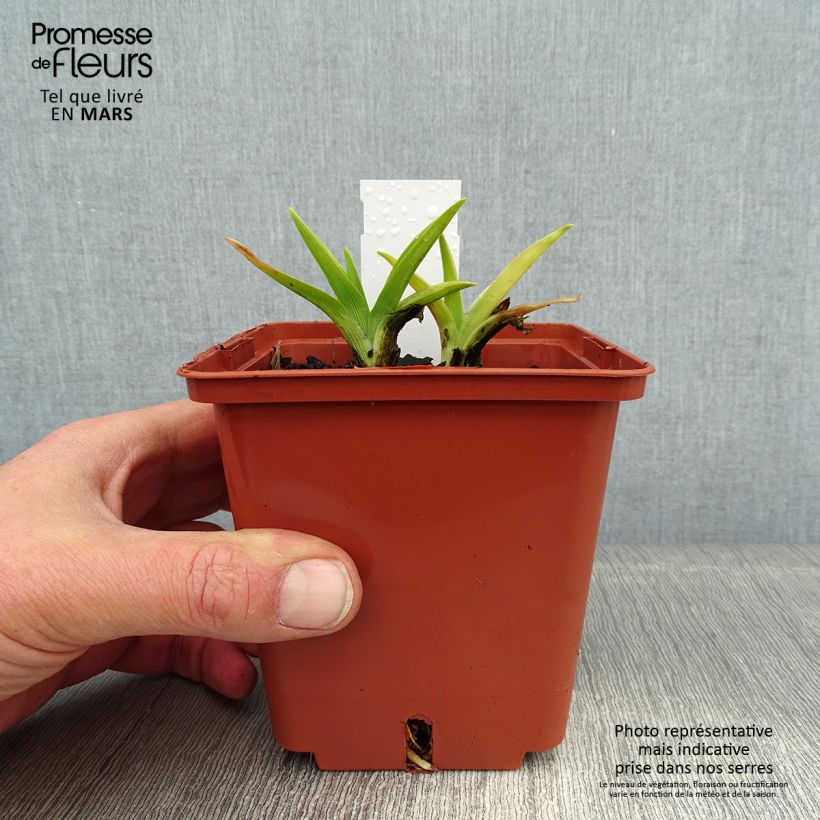 Example of Hemerocallis Snowy Eyes - Daglelie Pot van 1 l/1,5 l as you get in hiver