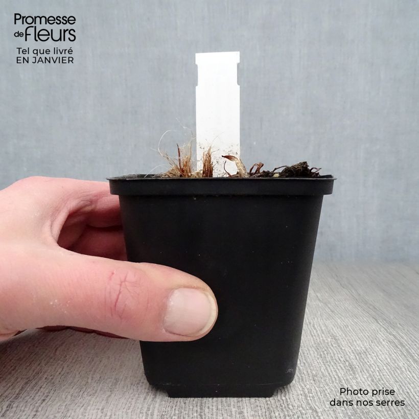 Example of Hémérocalle South Seas - Lis d'un jour orange corail vif Kweekpotje van 8/9 cm as you get in hiver