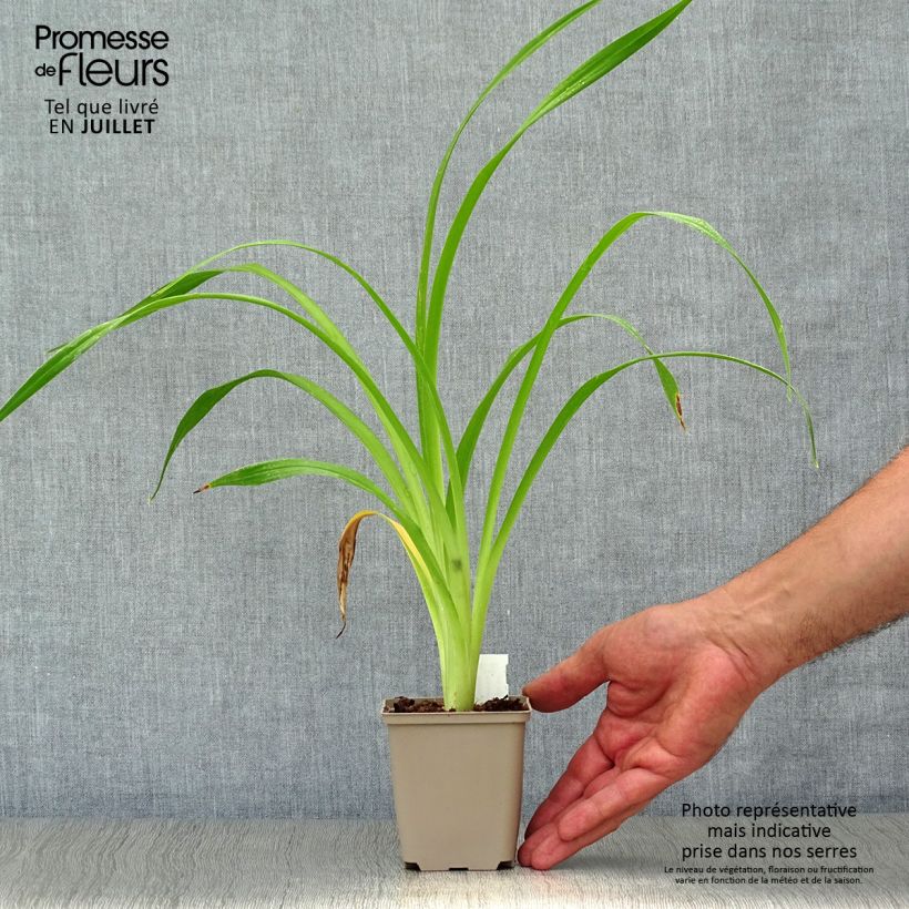 Exemplaar van Hemerocallis South Seas - Daglelie Kweekpotje van 8/9 cm zoals geleverd in de zomer