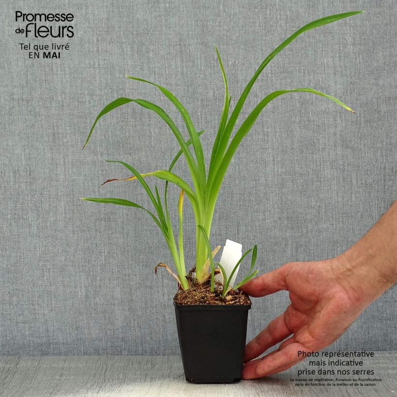 Exemplaar van Hemerocallis Spacecoast Starburst - Daglelie Kweekpotje van 8/9 cm zoals geleverd in de lente