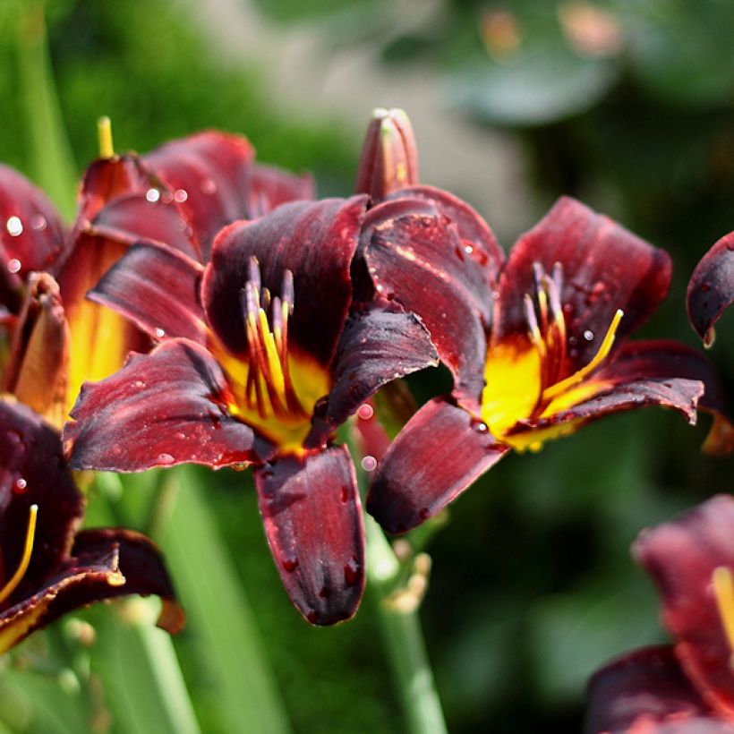 Hemerocallis Starling - Daglelie (Bloei)