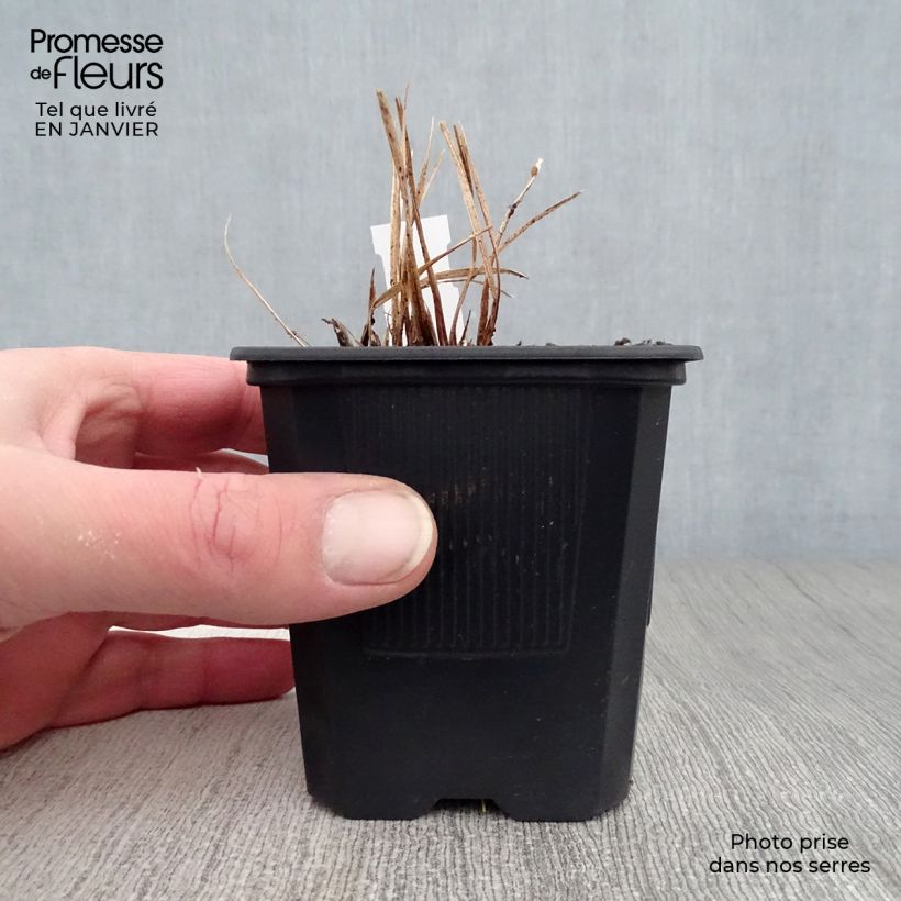 Example of Hemerocallis Stella de Oro - Daglelie Kweekpotje van 8/9 cm as you get in hiver