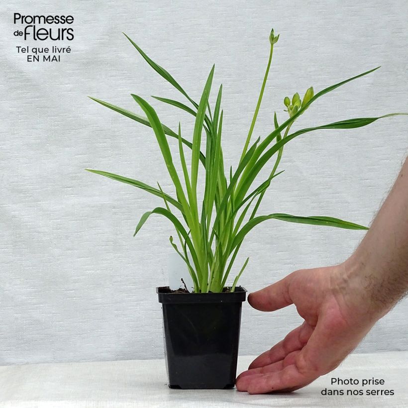 Exemplaar van Hemerocallis Stella de Oro - Daglelie Kweekpotje van 8/9 cm zoals geleverd in de lente