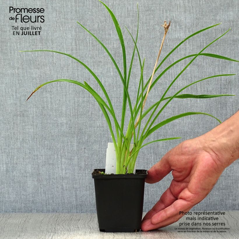 Exemplaar van Hemerocallis Stella de Oro - Daglelie Kweekpotje van 8/9 cm zoals geleverd in de zomer