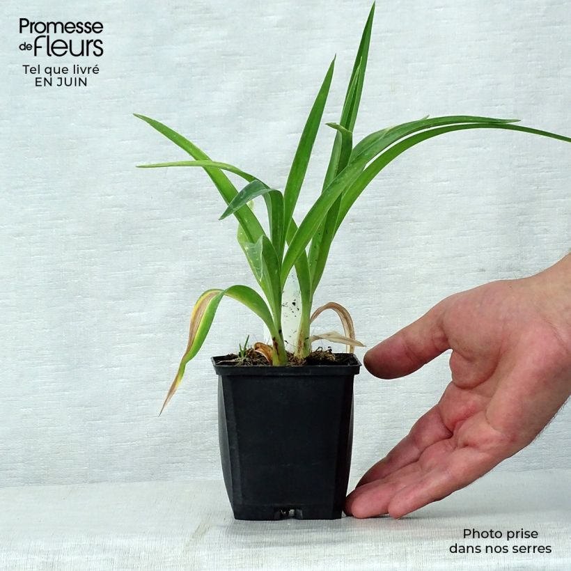 Exemplaar van Hemerocallis Strawberry Candy - Daglelie Kweekpotje van 8/9 cm zoals geleverd in de zomer