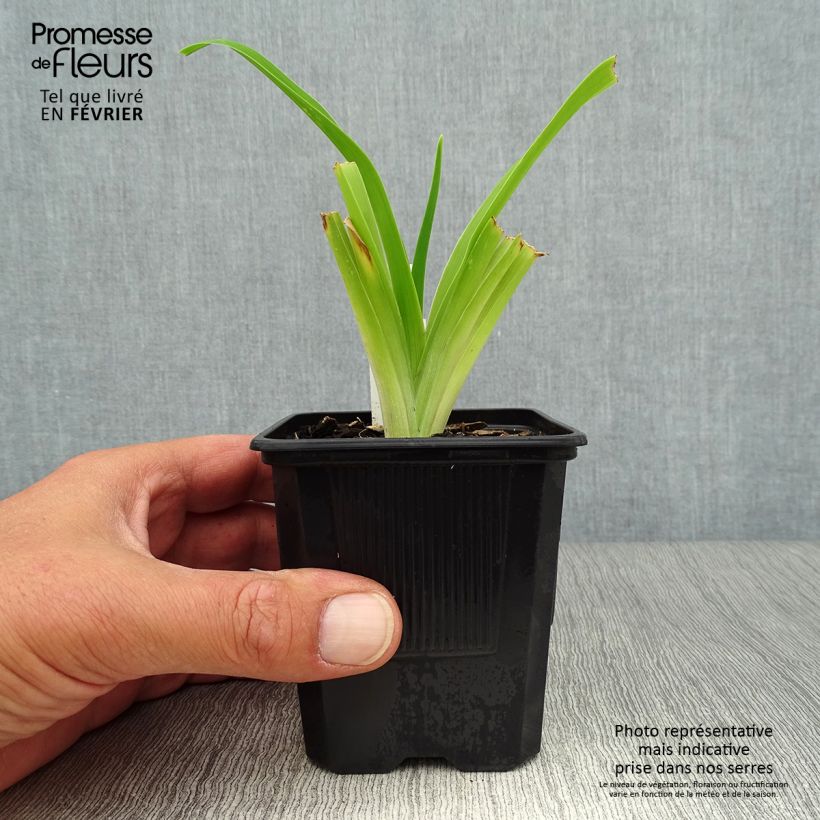 Exemplaar van Hemerocallis Strawberry Fields For Ever - Daglelie Kweekpotje van 8/9 cm zoals geleverd in de herfst