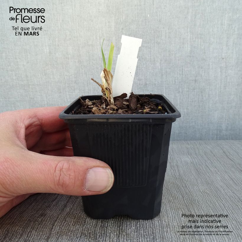 Example of Hémérocalle Strawberry Fields For Ever - Lis d'un jour Kweekpotje van 8/9 cm as you get in hiver