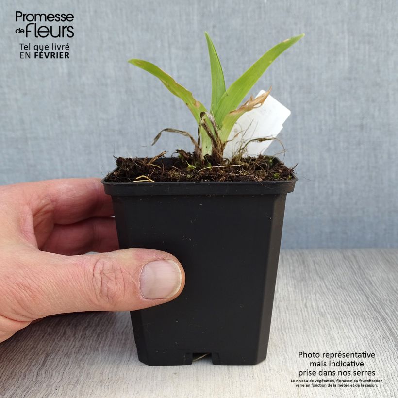Example of Hémérocalle Strawberry Swirl - Lis d'un jour Kweekpotje van 8/9 cm as you get in hiver