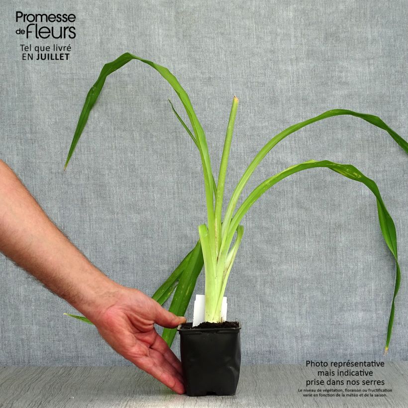 Exemplaar van Hemerocallis Strutter s Ball - Daglelie Kweekpotje van 8/9 cm zoals geleverd in de zomer