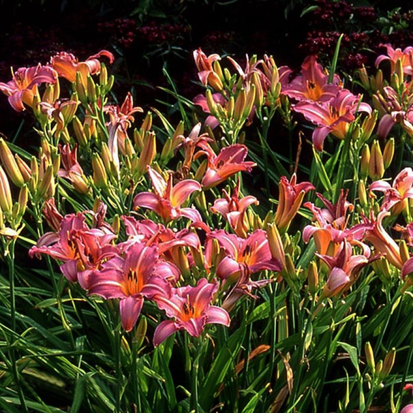 Hemerocallis Sugar Candy - Daglelie (Bloei)
