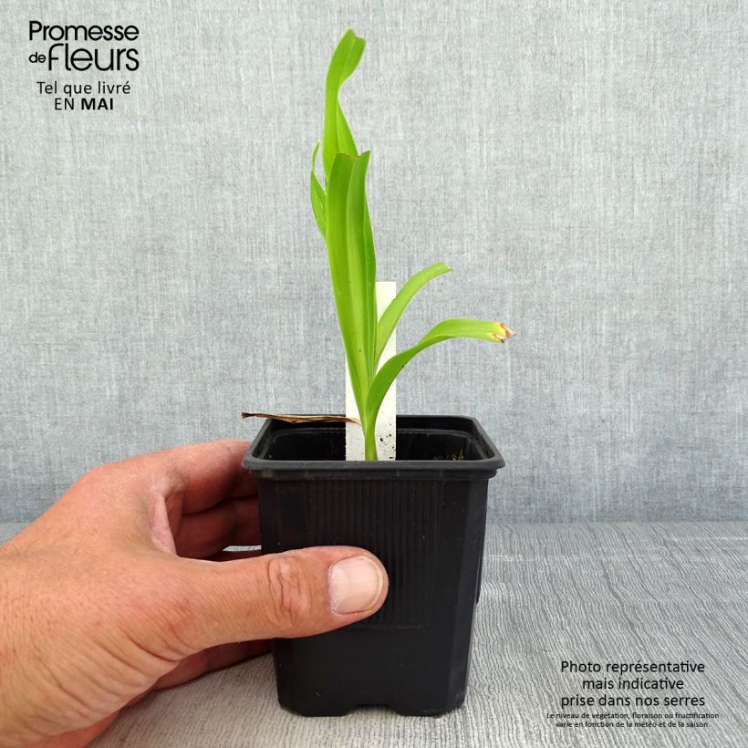 Exemplaar van Hemerocallis Sugar Candy - Daglelie Kweekpotje van 8/9 cm zoals geleverd in de lente