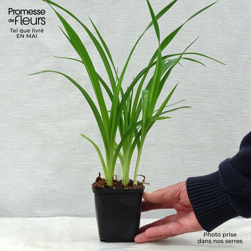 Exemplaar van Hemerocallis Summer Wine - Daglelie Kweekpotje van 8/9 cm zoals geleverd in de lente