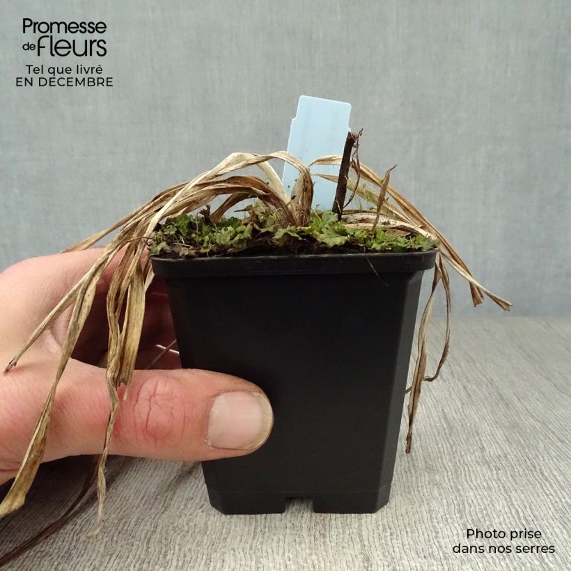 Example of Hémérocalle Summer Wine - Lis d'un Jour Kweekpotje van 8/9 cm as you get in hiver