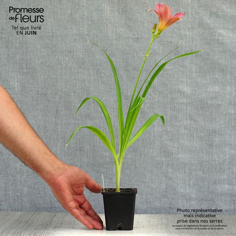 Exemplaar van Hemerocallis Summer Wine - Daglelie Kweekpotje van 8/9 cm zoals geleverd in de zomer