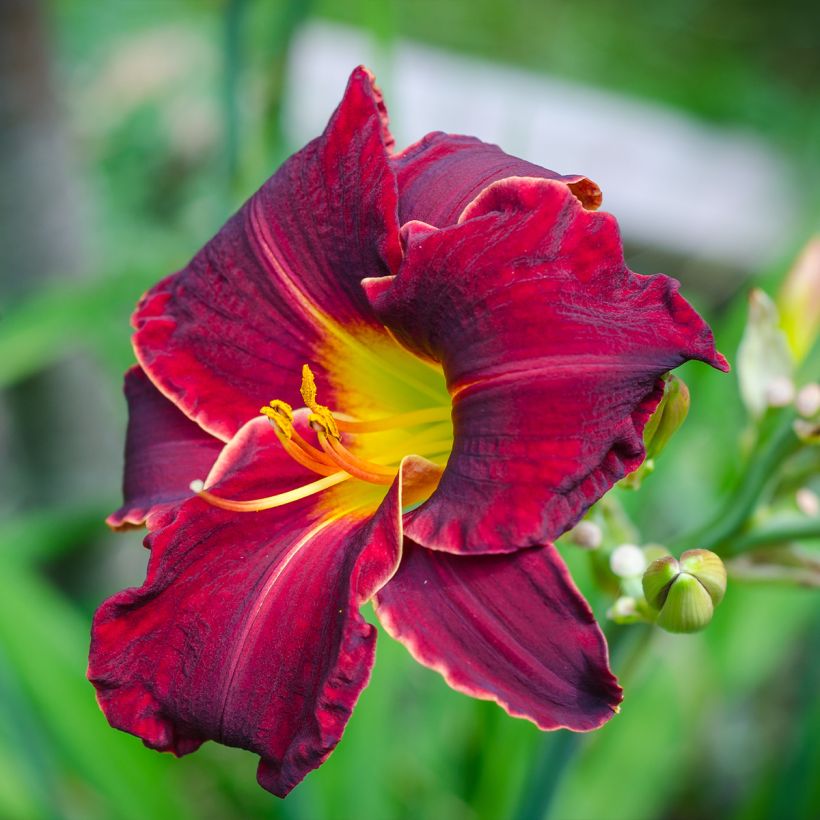 Hemerocallis Sweet Hot Chocolate - Daglelie (Bloei)
