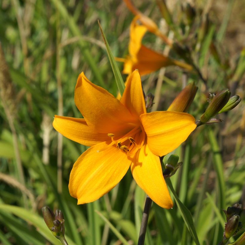 Hemerocallis Thumbelina - Daglelie (Flowering)