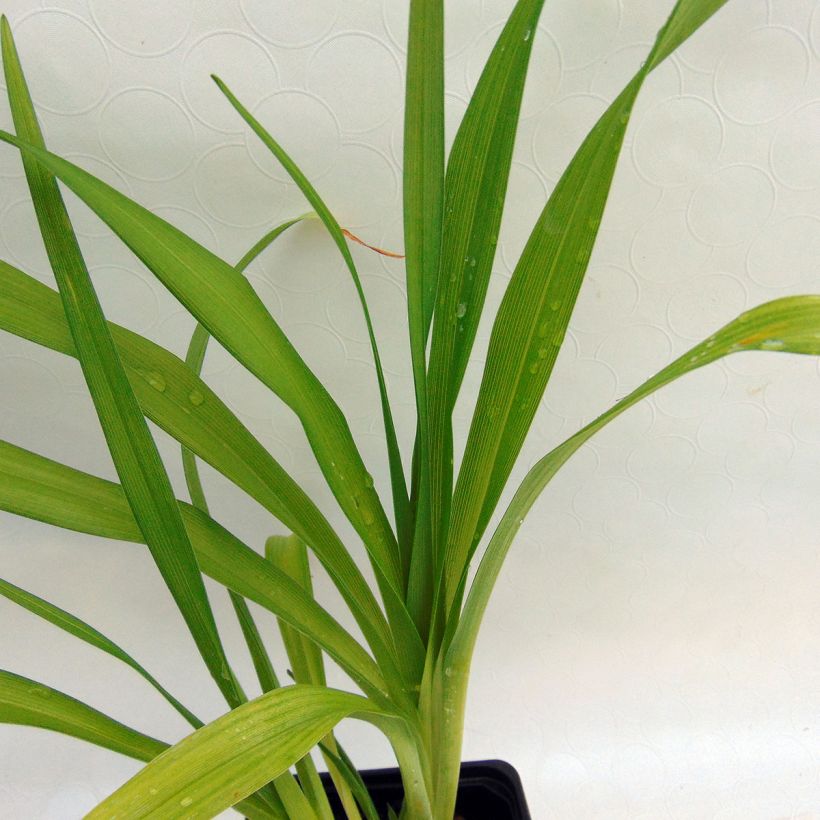 Hemerocallis Thumbelina - Daglelie (Foliage)
