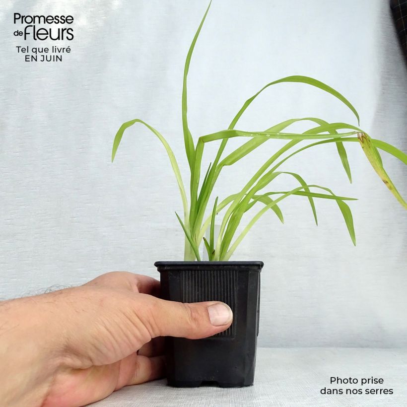 Exemplaar van Hemerocallis Thumbelina - Daglelie Kweekpotje van 8/9 cm zoals geleverd in de zomer