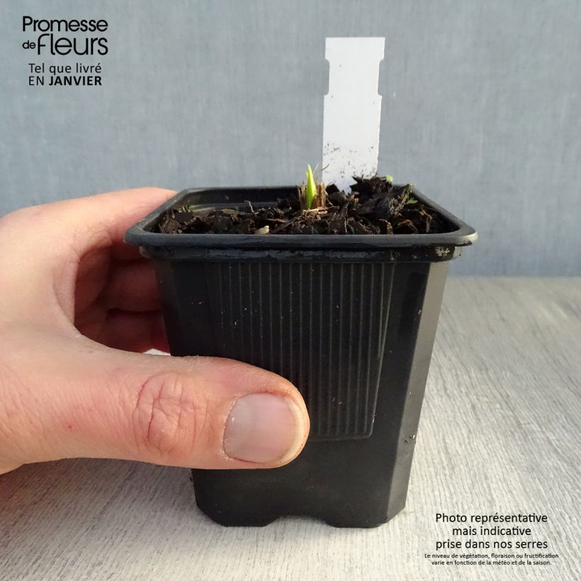 Example of Hémérocalle Thumbelina - Lis d'un jour Kweekpotje van 8/9 cm as you get in hiver