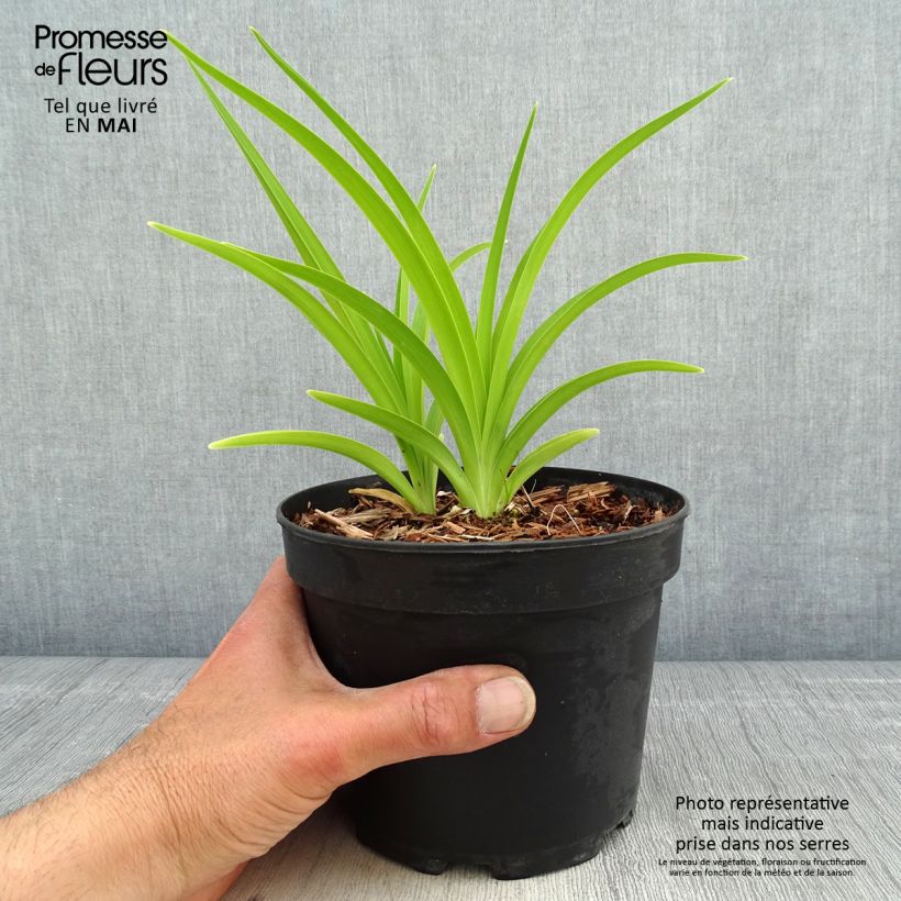 Exemplaar van Hemerocallis White Temptation - Daglelie Pot van 2 l/3 l zoals geleverd in de lente