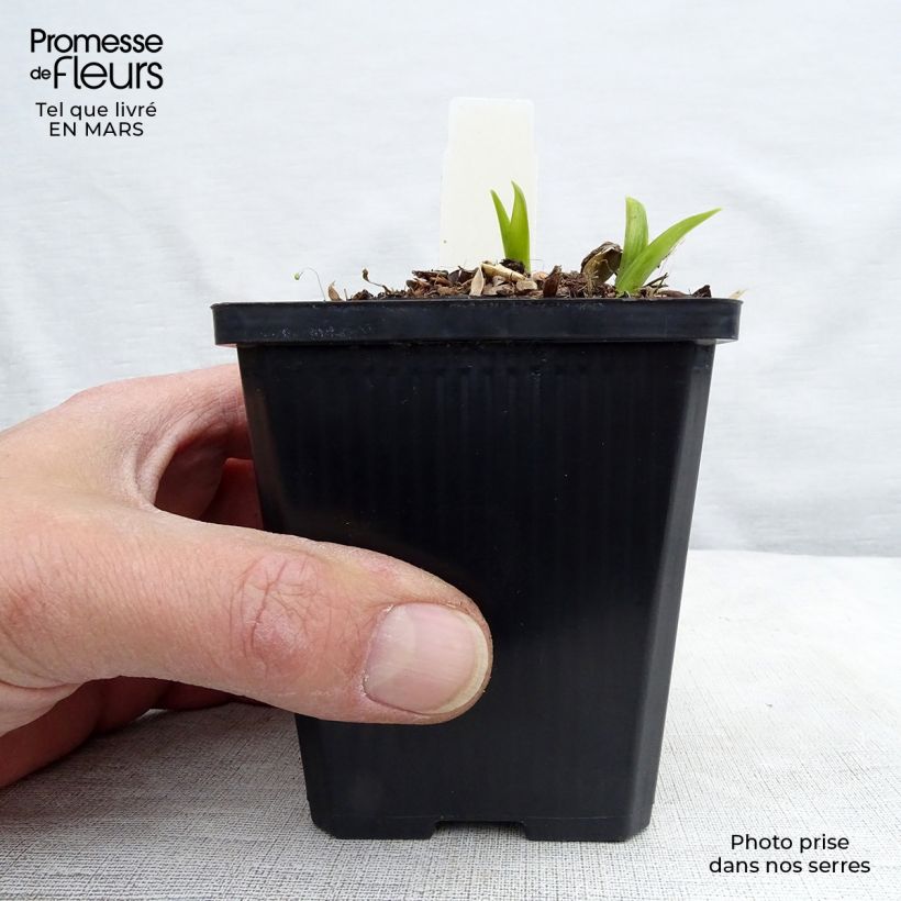 Exemplaar van Hemerocallis citrina - Daglelie Kweekpotje van 8/9 cm zoals geleverd in de lente