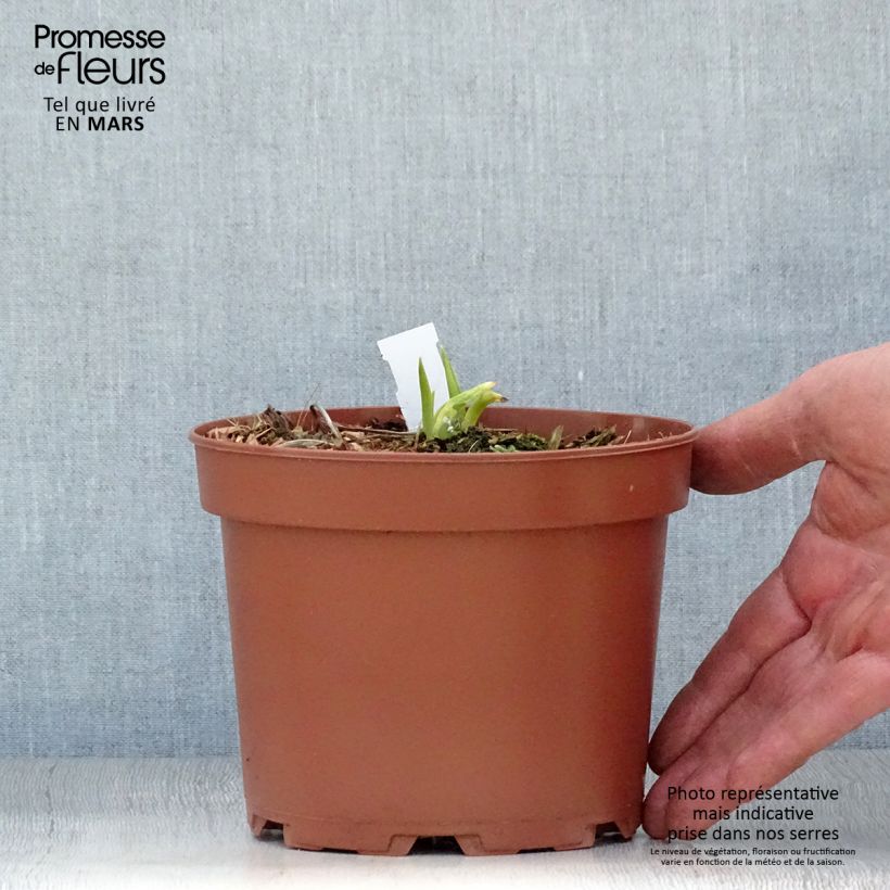 Example of Hemerocallis citrina - Daglelie Pot van 2 l/3 l as you get in printemps