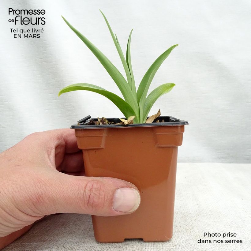 Exemplaar van Daglelie Buttercup - Hemerocallis (jonge planten) Kweekpotje van 8/9 cm zoals geleverd in de winter