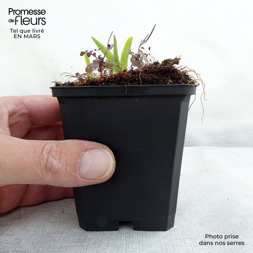 Exemplaar van Hemerocallis fulva - Bruine daglelie Kweekpotje van 8/9 cm zoals geleverd in de lente