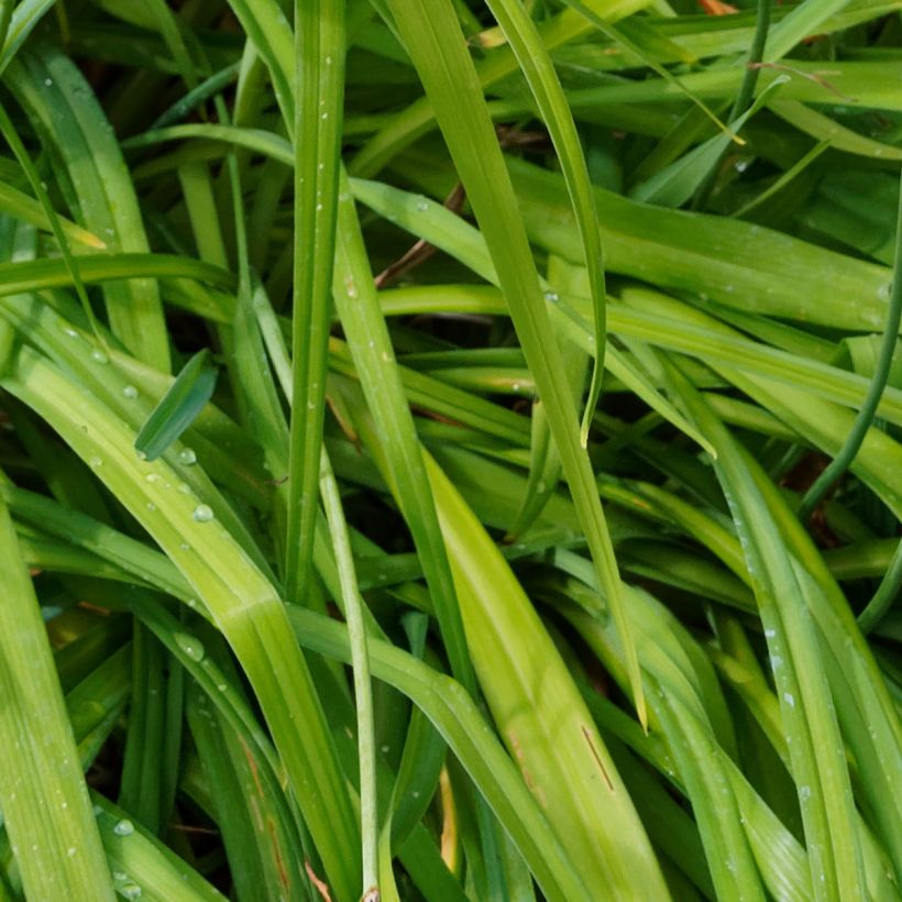 Hemerocallis Bonanza - Daglelie (Blad)