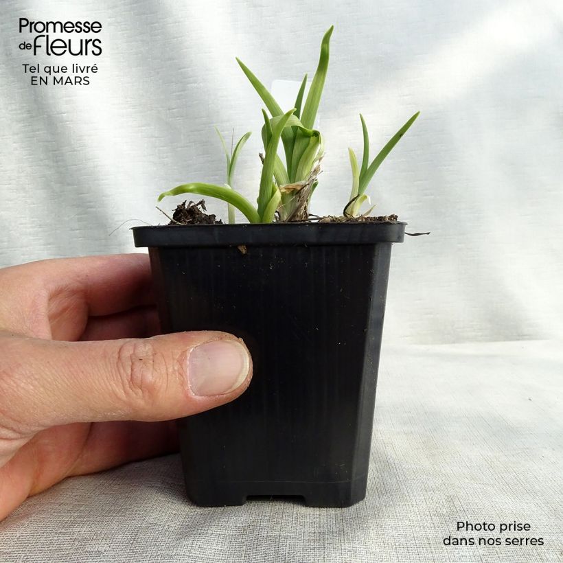 Exemplaar van Hemerocallis lilioasphodelus - Gele daglelie Kweekpotje van 8/9 cm zoals geleverd in de lente