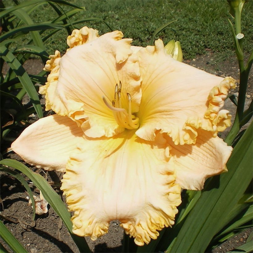 Hemerocallis Enchanted Forest - Daglelie (Bloei)