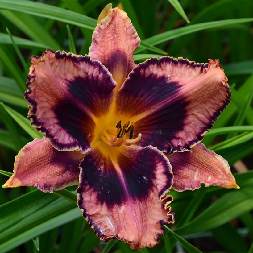 Hemerocallis Exotic Treasure - Daglelie (Bloei)