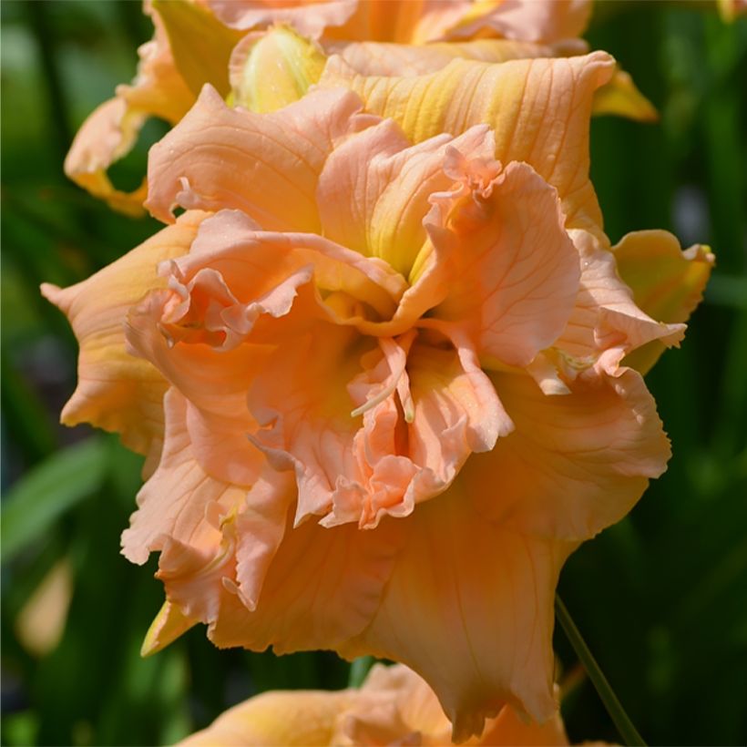 Hemerocallis In Excess - Daglelie (Bloei)