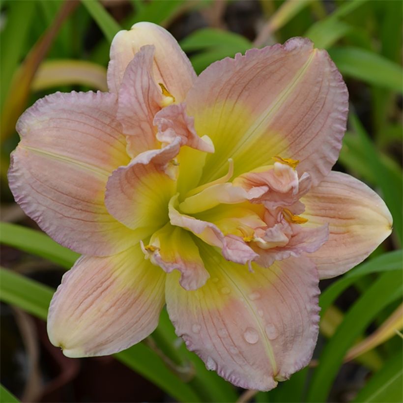 Hemerocallis Nagasaki - Daglelie (Bloei)