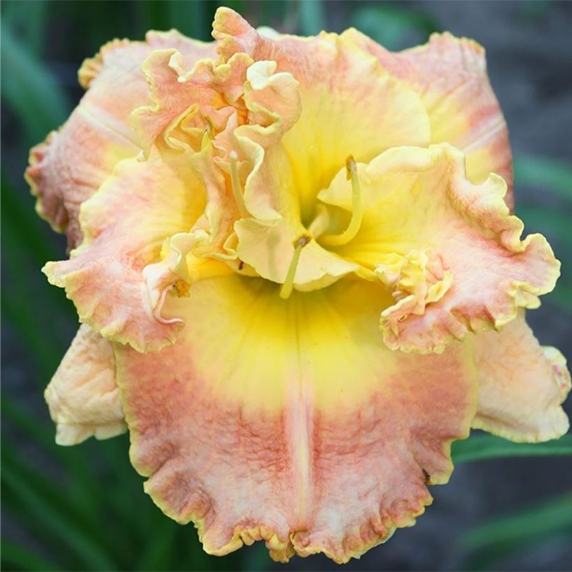 Hemerocallis Nature's Crown - Daglelie (Bloei)