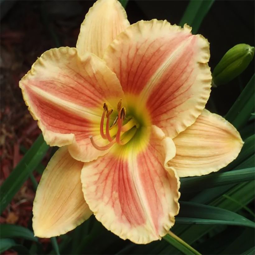 Hemerocallis Veins of Truth - Daglelie (Bloei)