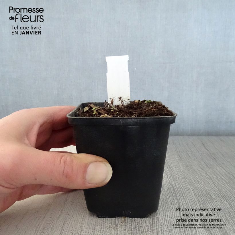 Example of Hémérocalle middendorffii - Lis d'un jour orange Kweekpotje van 8/9 cm as you get in hiver