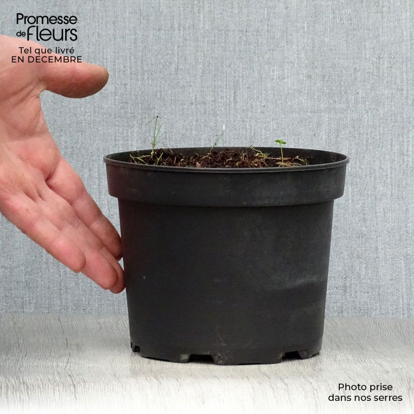 Example of Hémérocalle middendorffii - Lis d'un jour orange Pot van 2 l/3 l as you get in hiver