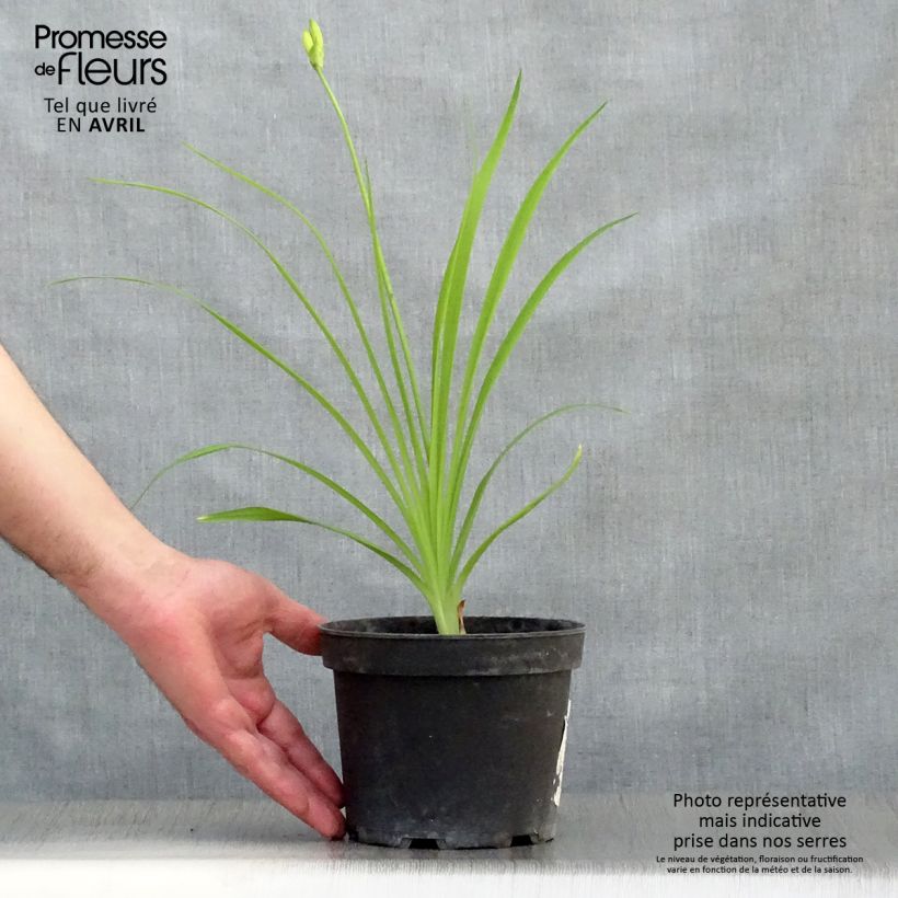 Exemplaar van Hemerocallis middendorffii - Daglelie Pot van 2 l/3 l zoals geleverd in de lente