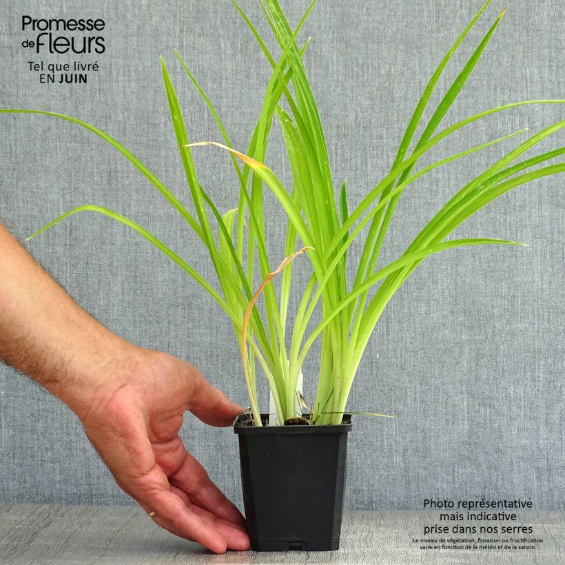 Exemplaar van Hemerocallis Gentle Shepherd - Daglelie Kweekpotje van 8/9 cm zoals geleverd in de zomer