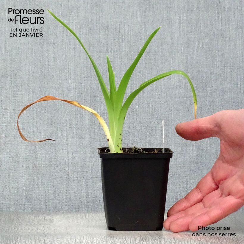 Example of Hemerocallis Gentle Shepherd - Daglelie Kweekpotje van 8/9 cm as you get in hiver