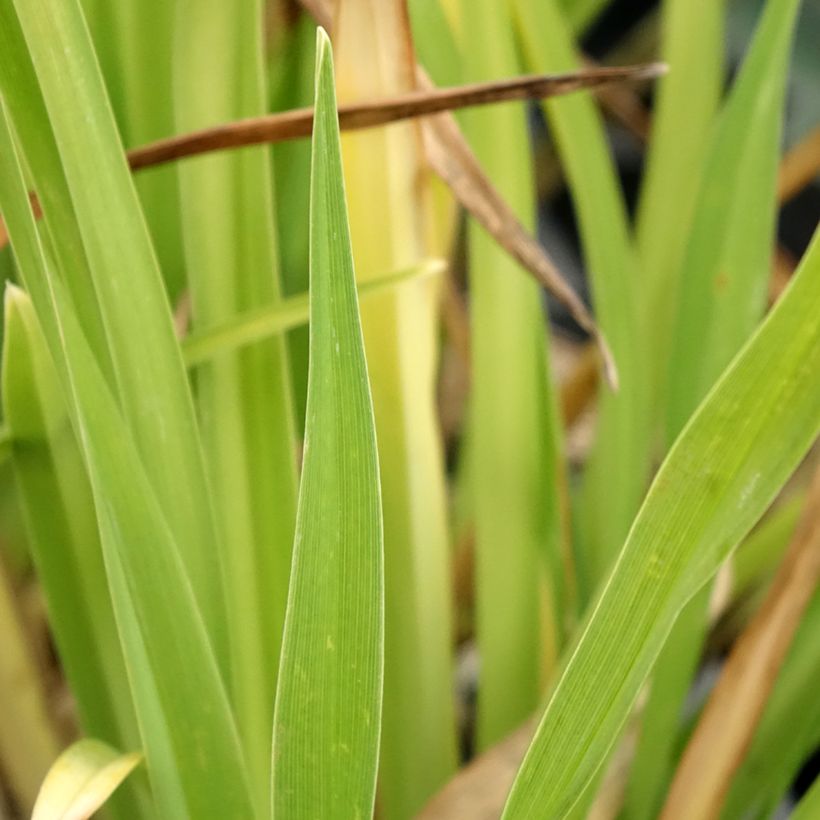 Hemerocallis Gentle Shepherd - Daglelie (Foliage)