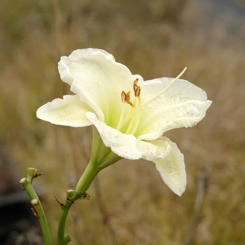 Hemerocallis Gentle Shepherd - Daglelie (Flowering)