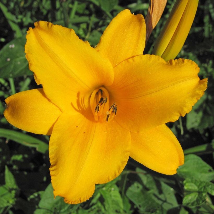 Hemerocallis Chicago Sunrise - Daglelie (Flowering)