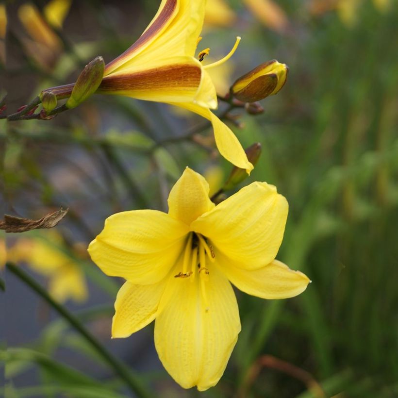 Hemerocallis Corky - Daglelie (Flowering)
