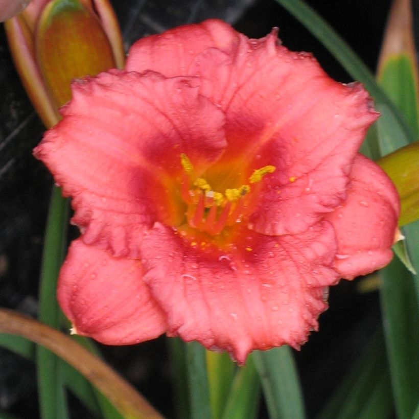 Hemerocallis Cosmopolitan - Daglelie (Bloei)