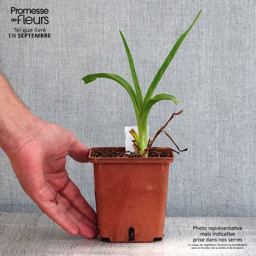 Exemplaar van Hemerocallis Poogie - Daglelie Pot van 1 l/1,5 l zoals geleverd in de herfst