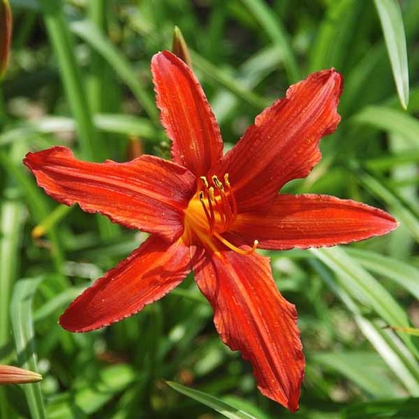 Hemerocallis Sammy Russell - Daglelie (Flowering)