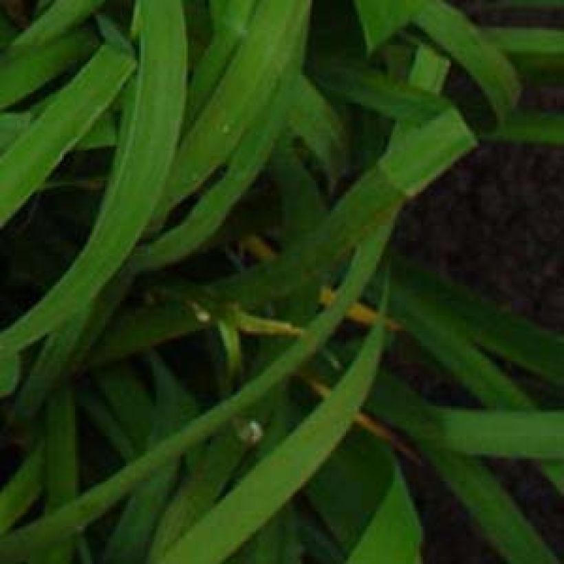 Iris sibirica Moon Silk - Siberische iris (Foliage)